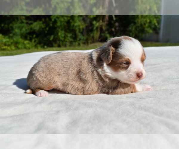 Medium Photo #2 Miniature Australian Shepherd Puppy For Sale in PALM COAST, FL, USA