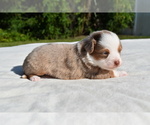 Small #1 Miniature Australian Shepherd