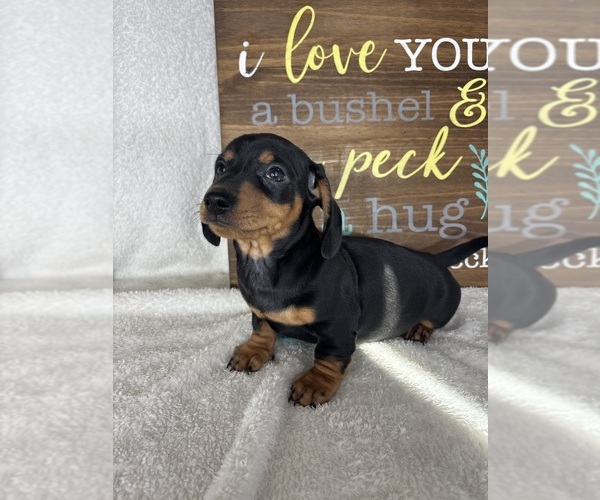 Medium Photo #1 Dachshund Puppy For Sale in GREENFIELD, IN, USA