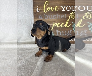 Dachshund Puppy for sale in GREENFIELD, IN, USA