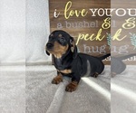 Image preview for Ad Listing. Nickname: Dalton