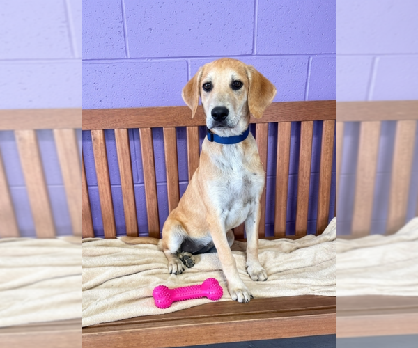 Medium Photo #3 Labrador Retriever-Unknown Mix Puppy For Sale in Genesee, WI, USA