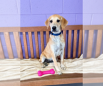 Small #2 Labrador Retriever Mix