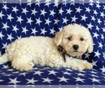 Small Photo #3 Bichon Frise Puppy For Sale in NOTTINGHAM, PA, USA