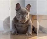 Small Photo #5 French Bulldog Puppy For Sale in BEVERLY HILLS, CA, USA