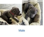 Small Photo #3 Cane Corso Puppy For Sale in MAGNOLIA SQUARE, FL, USA