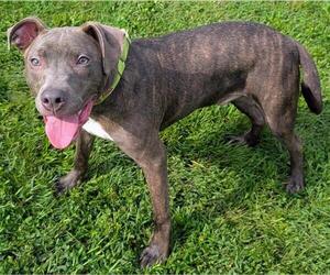 Mutt Dogs for adoption in Akron, OH, USA