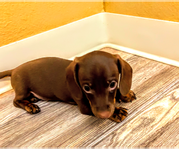 Medium Photo #2 Dachshund Puppy For Sale in SANTA CLARITA, CA, USA