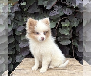 Pomeranian Puppy for Sale in MIDDLEBURY, Indiana USA