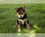 Small #1 Shiba Inu