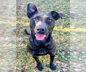 German Shepherd Dog-Unknown Mix Dogs for adoption in Texas City, TX, USA