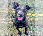 QUEEN MARIE - Female German Shepherd Dog-Unknown Mix Dog for Adoption - Small photo