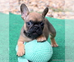 Small #1 French Bulldog