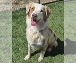 Small #4 Australian Shepherd