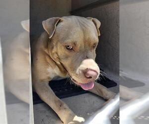 American Staffordshire Terrier-Unknown Mix Dogs for adoption in San Antonio, TX, USA