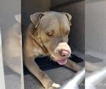 Small American Staffordshire Terrier Mix