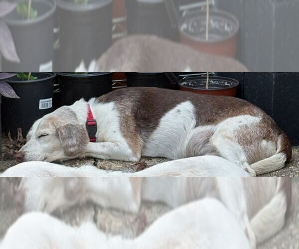 Medium Photo #8 Beagle Puppy For Sale in Dunnellon, FL, USA