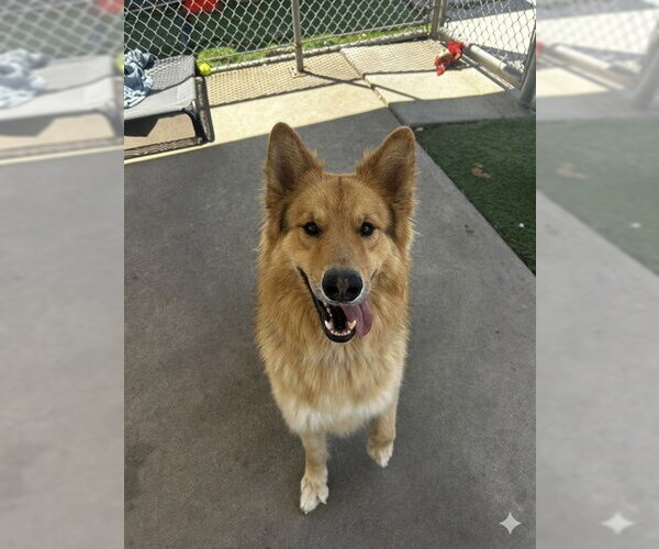 Medium Photo #2 German Shepherd Dog-Unknown Mix Puppy For Sale in Chula Vista, CA, USA