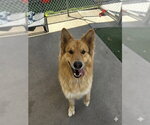 Small #1 German Shepherd Dog Mix