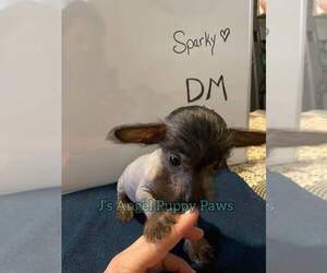 Chinese Crested Puppy for sale in BUNNELL, FL, USA