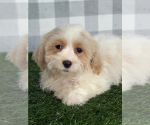 ShihPoo Puppy for sale in MARIETTA, GA, USA