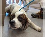 Small #1 Beagle-Pointer Mix
