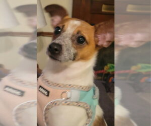 Chihuahua-Unknown Mix Dogs for adoption in Rocky Mount, NC, USA