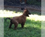 Small Photo #2 Belgian Malinois Puppy For Sale in JEFFERSON CITY, MO, USA