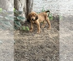Small #5 Bloodhound-Redbone Coonhound Mix