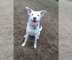 Small Photo #1 American Pit Bull Terrier-Border Collie Mix Puppy For Sale in JACKSBORO, TN, USA