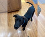 Small Labrador Retriever Mix