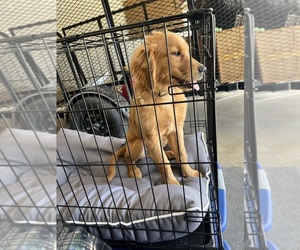 Golden Retriever Puppy for sale in EDMOND, OK, USA