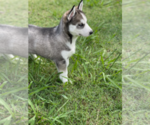 Small Photo #10 Siberian Husky Puppy For Sale in BRKN ARW, OK, USA