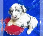 Puppy 2 English Shepherd-Miniature Australian Shepherd Mix