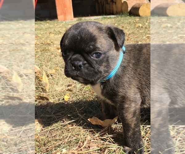 Medium Photo #17 Buggs Puppy For Sale in AFTON, WY, USA