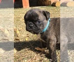 Small Photo #17 Buggs Puppy For Sale in AFTON, WY, USA