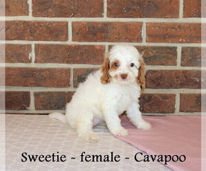 Cavapoo Puppy for sale in CLARKRANGE, TN, USA