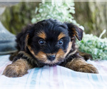 Small Photo #17 Yoranian Puppy For Sale in WAKARUSA, IN, USA