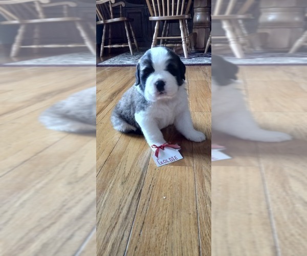 Medium Photo #2 Saint Bernard Puppy For Sale in BETHEL, MO, USA
