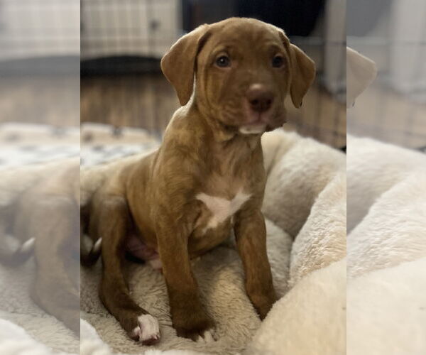 Medium Photo #3 Labrador Retriever-Unknown Mix Puppy For Sale in Plainfield, IL, USA