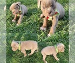 Small #2 Olde English Bulldogge