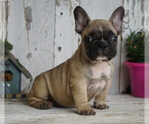 French Bulldog Puppy for sale in FREDERICKSBG, OH, USA