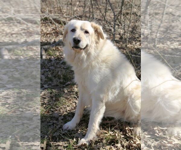 Medium Photo #10 Great Pyrenees Puppy For Sale in Spring, TX, USA