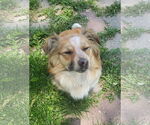 Small #2 Australian Shepherd Mix