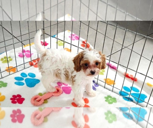 Medium Photo #2 Cavapoo (Miniature)-Poodle (Toy) Mix Puppy For Sale in ORO VALLEY, AZ, USA