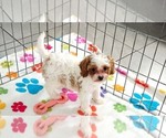 Small #1 Cavapoo (Miniature)-Poodle (Toy) Mix