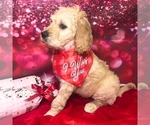 Small #1 Goldendoodle