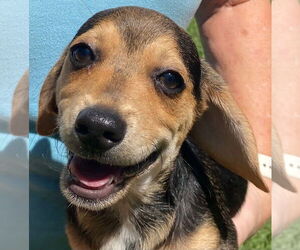 Beagle-Unknown Mix Dogs for adoption in Canton, CT, USA