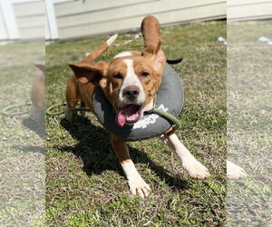 Beagle Dogs for adoption in Virginia Beach, VA, USA