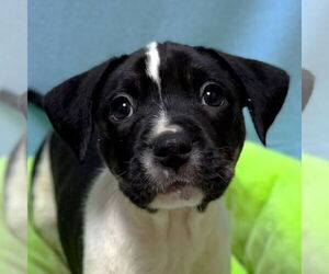 Mutt Dogs for adoption in Jefferson, WI, USA